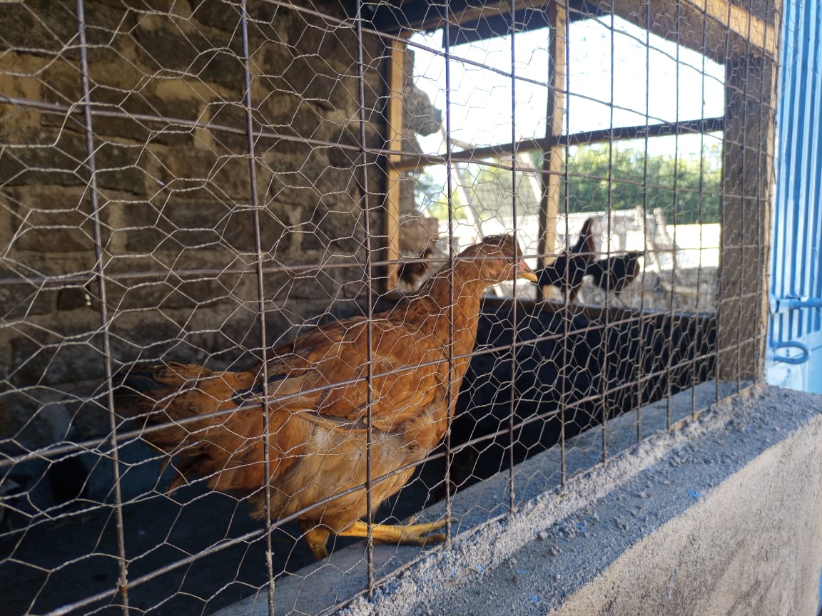 Der Bau eines Hühnerstalls sorgt für die Nachhaltigkeit des Waisenhauses
