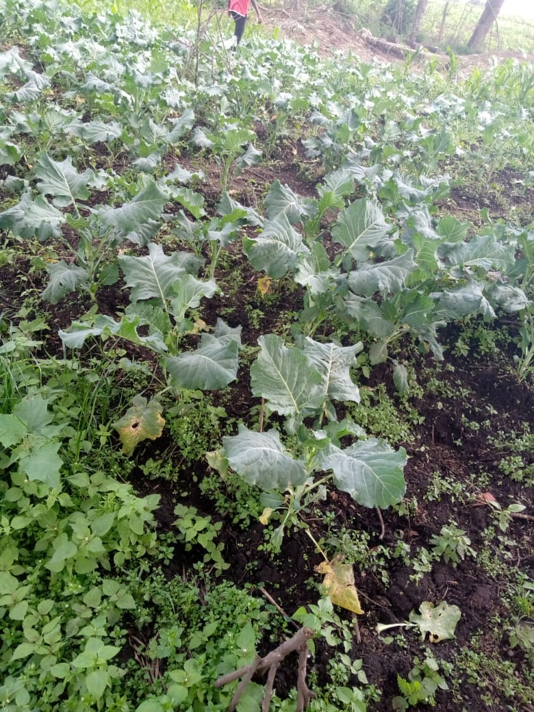 Das Gemüse auf dem Grundstück des Waisenhauses wächst